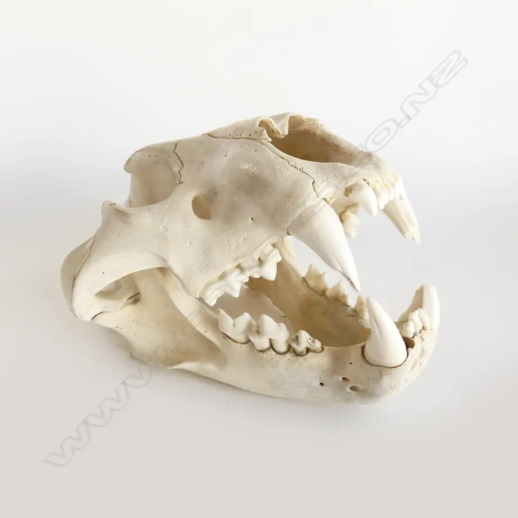 LION or TIGER SKULL L.330mm 2 teeth chipped Image 1++