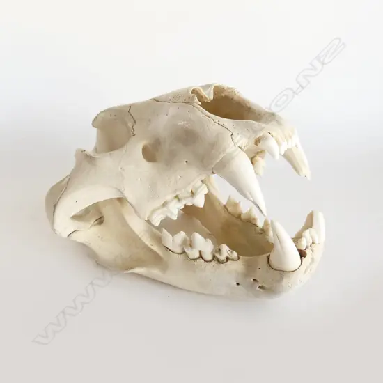 LION or TIGER SKULL L.330mm 2 teeth chipped