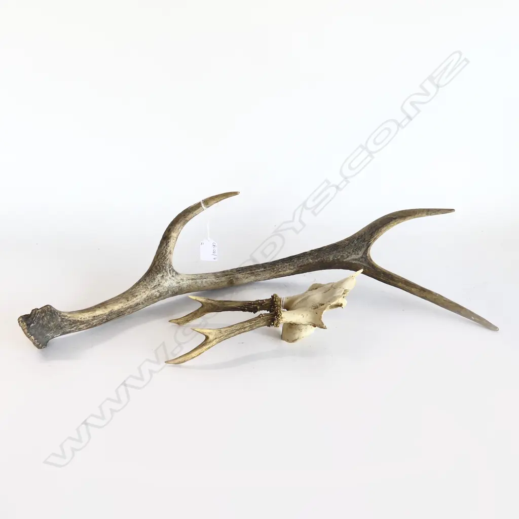 SINGLE ANTLER L.620mm + ROE DEER ANTLERS Image 1++