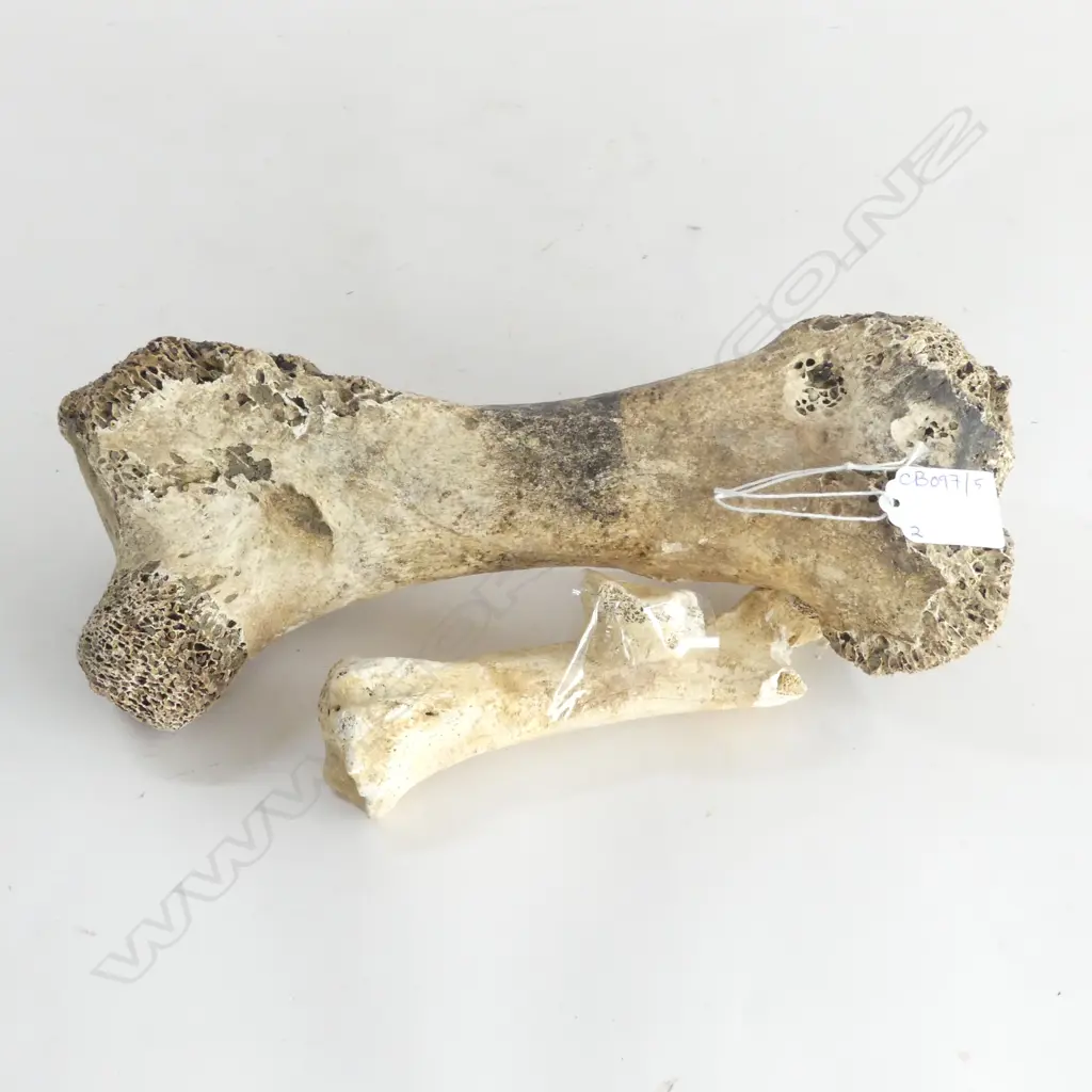 2 MOA? BONES L.290, 160mm Image 1++