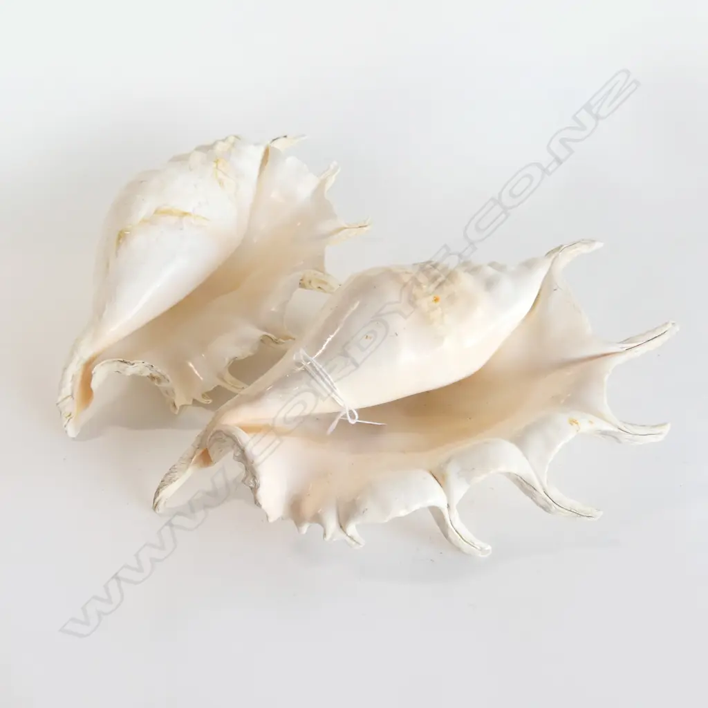 2 SHELLS L.300mm Image 1++