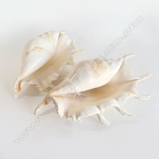 2 SHELLS L.300mm