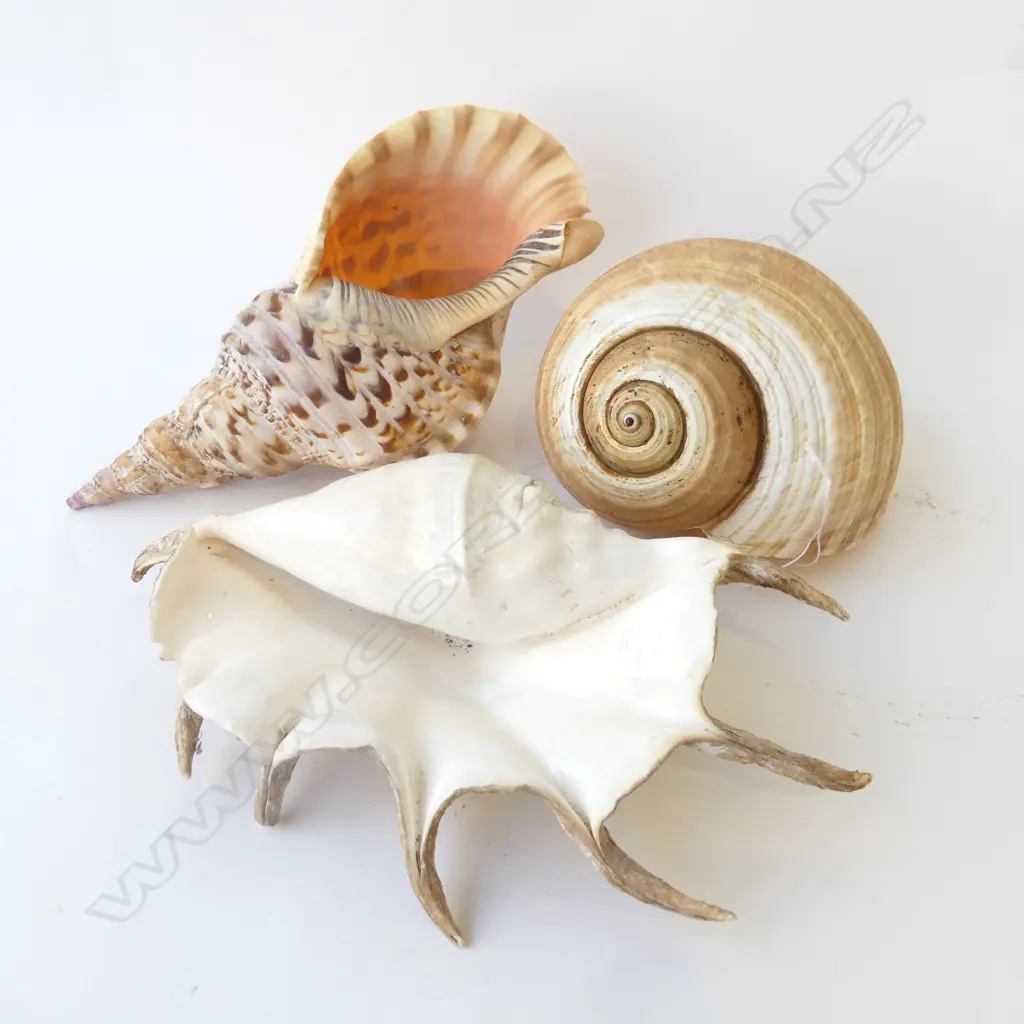 3 LG SHELLS, SPIDER, CONCH, BAILER L.335mm Image 1++