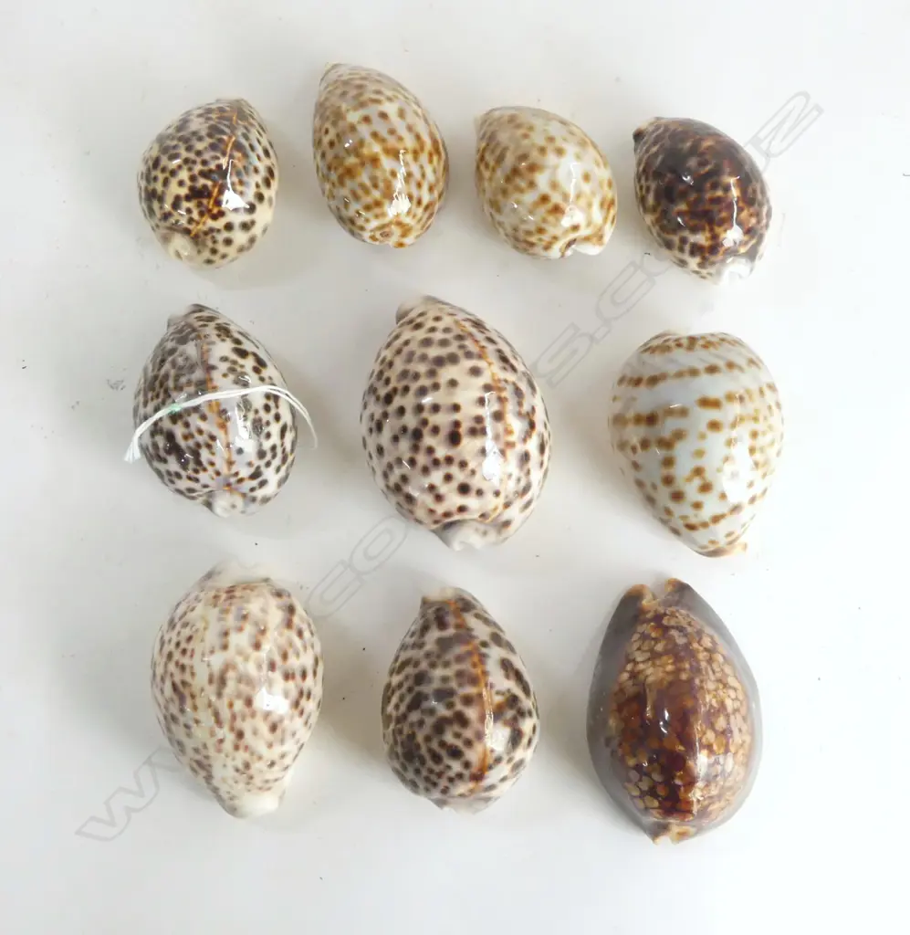 10 TIGER COWRIE SHELLS L.85mm Image 1++