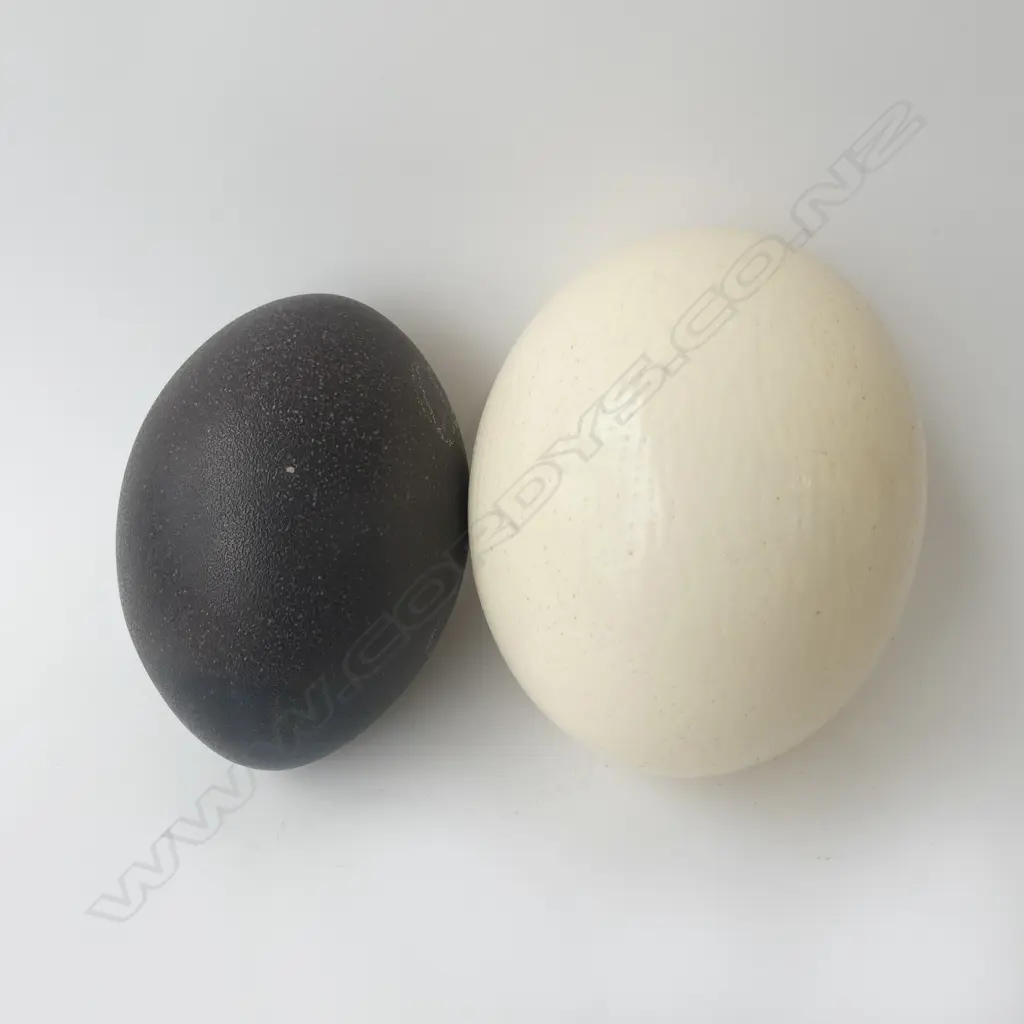 2  ASST BIRDS EGGS Image 1++