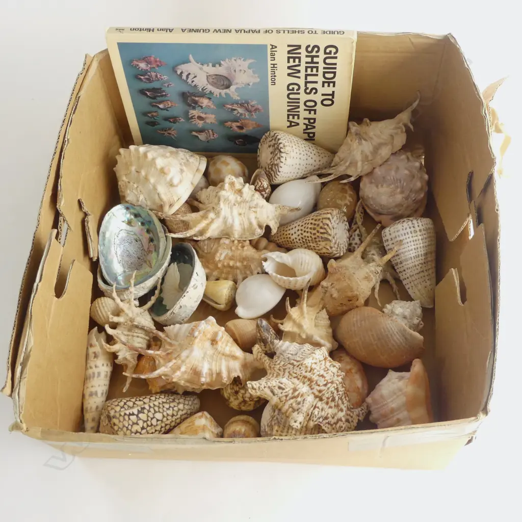 ASST. SHELLS + BOOK 'GUIDE TO SHELLS OF PNG' Image 1++