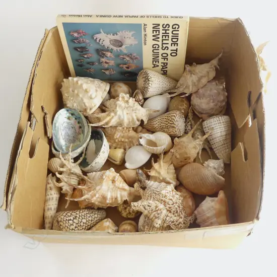 ASST. SHELLS + BOOK 'GUIDE TO SHELLS OF PNG'