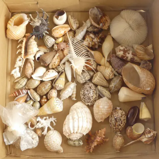 ASST. SHELLS INCL. MUREX, ETC