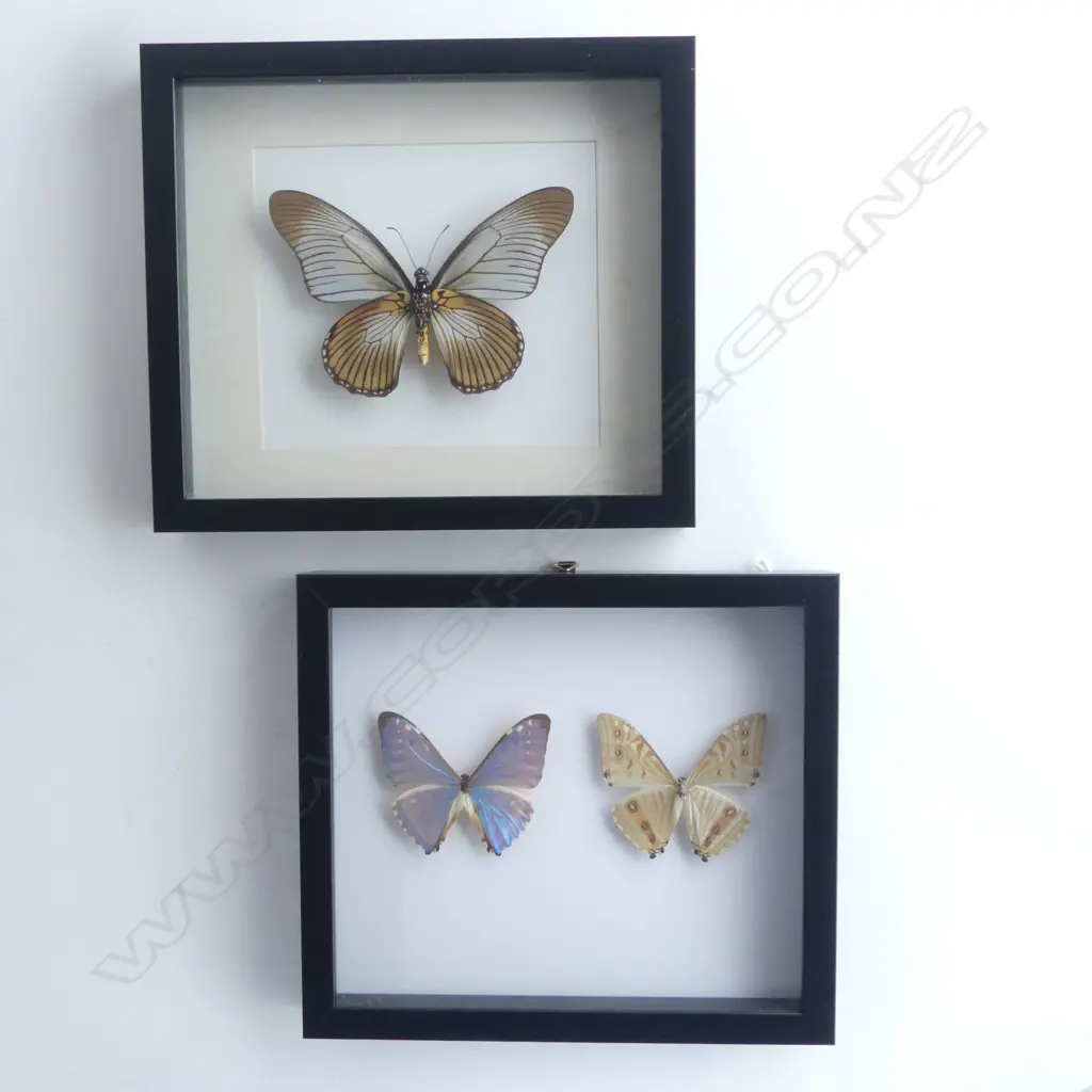 PR FRAMED BUTTERFLIES, 215 x 250 x 30mm Image 1++