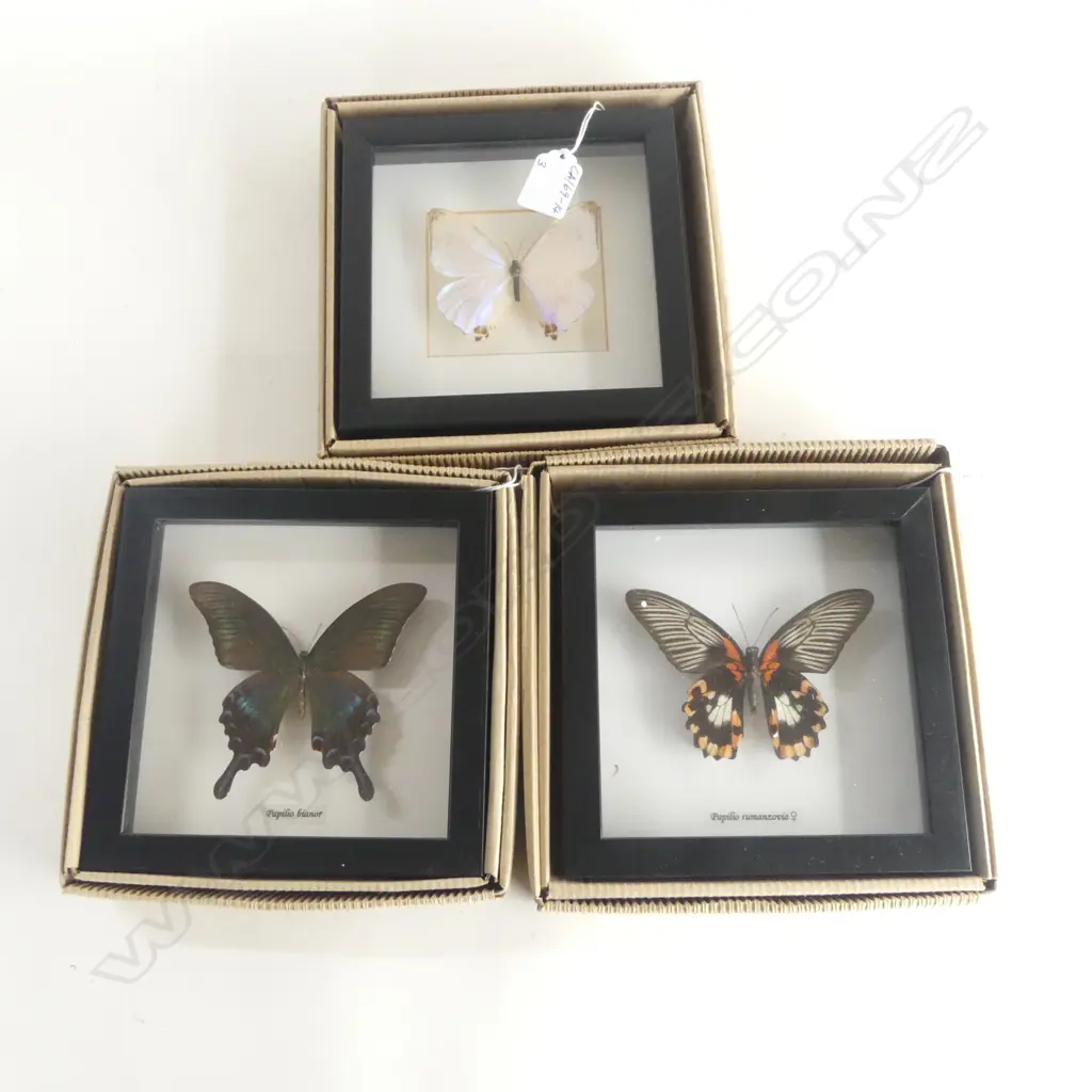 3 FRAMED BUTTERFLIES, 165 x 165 x 30mm Image 1++