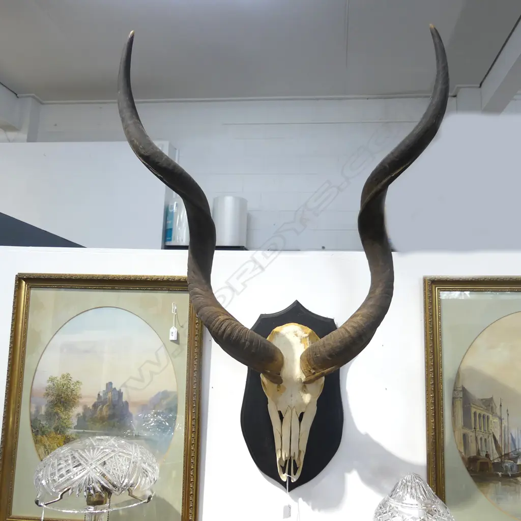 MOUNTED SKULL & HORNS H.1100mm Image 1++