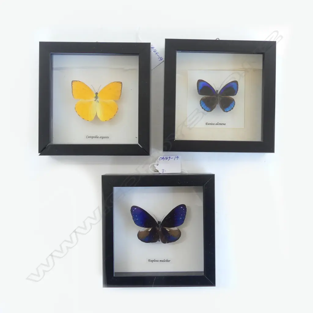 3 FRAMED BUTTERFLIES, 145 x 145 x 30mm Image 1++