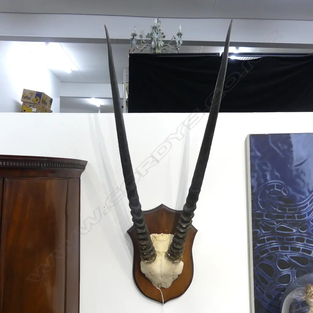 MOUNTED HORNS H.1000mm Image 1++