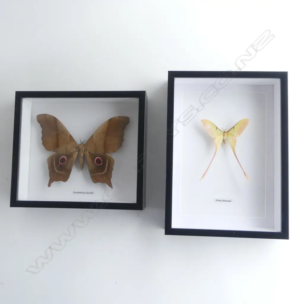 PR GIANT MOTHS, ACTIAS DUBERNADI 300 x 210 x 50mm, PSUDIMBRASIA DEYROLLEI 215 X 245 x 50mm Image 1++
