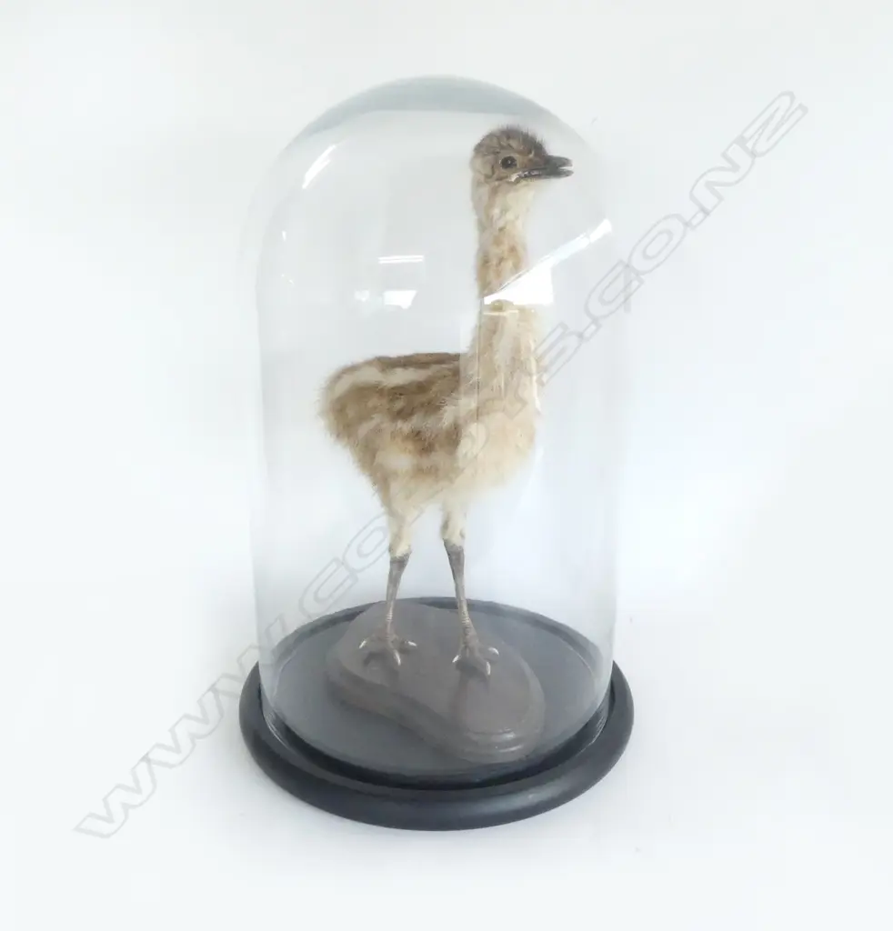 TAXIDERMY OSTRICH CHICK IN GLASS DOME H.480mm Image 1++