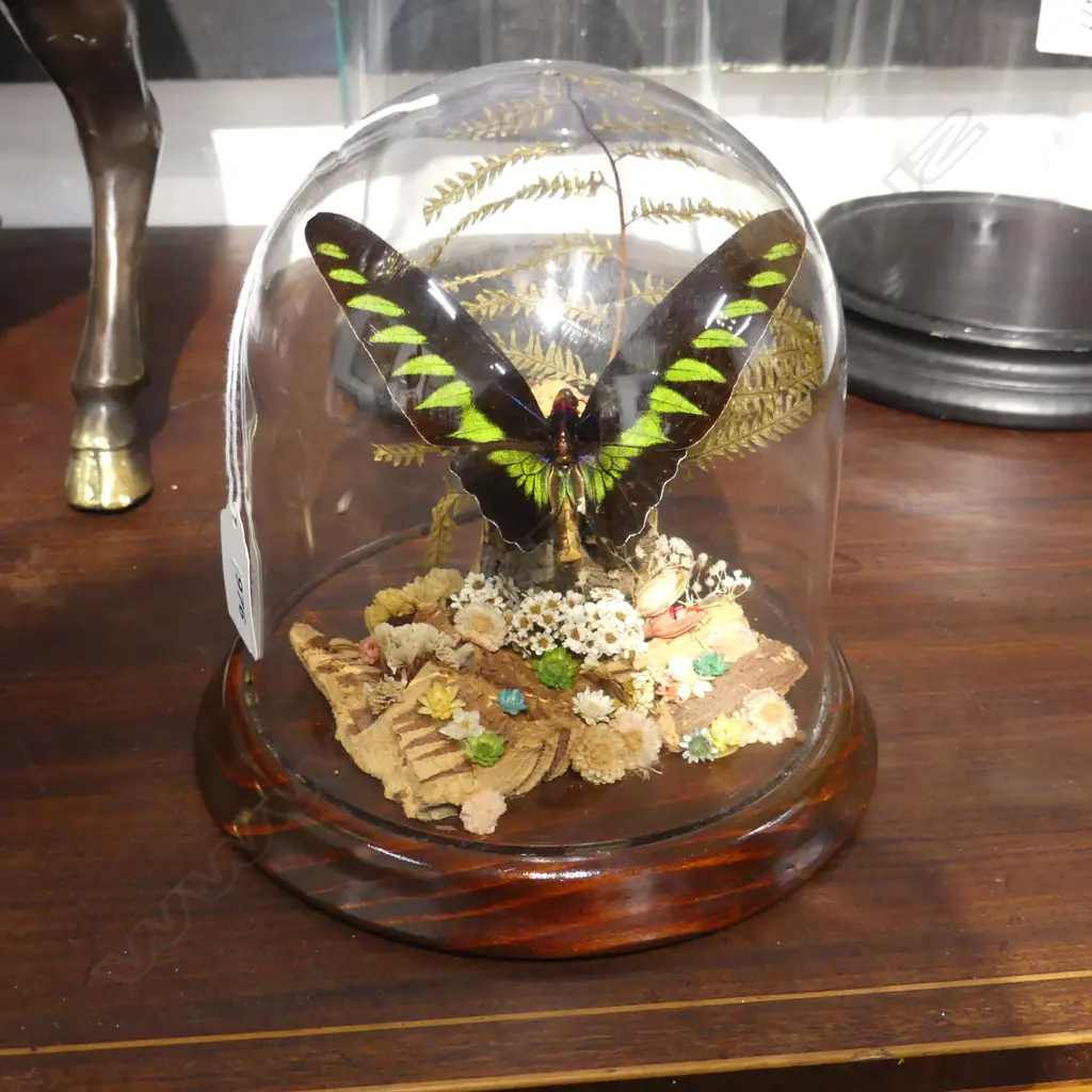 BUTTERFLY IN DOME H.170mm Image 1++