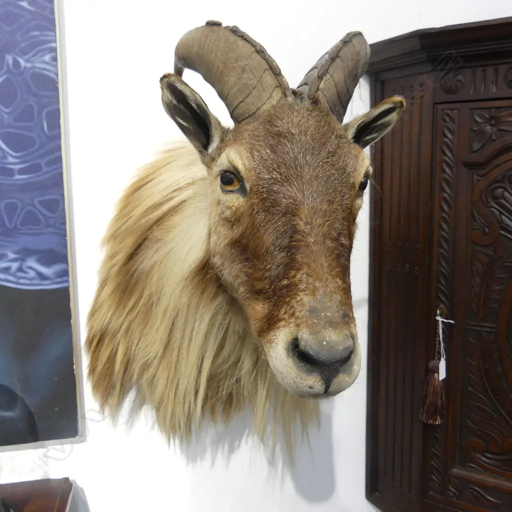 TAXIDERMY TAHR L.650mm Image 1++