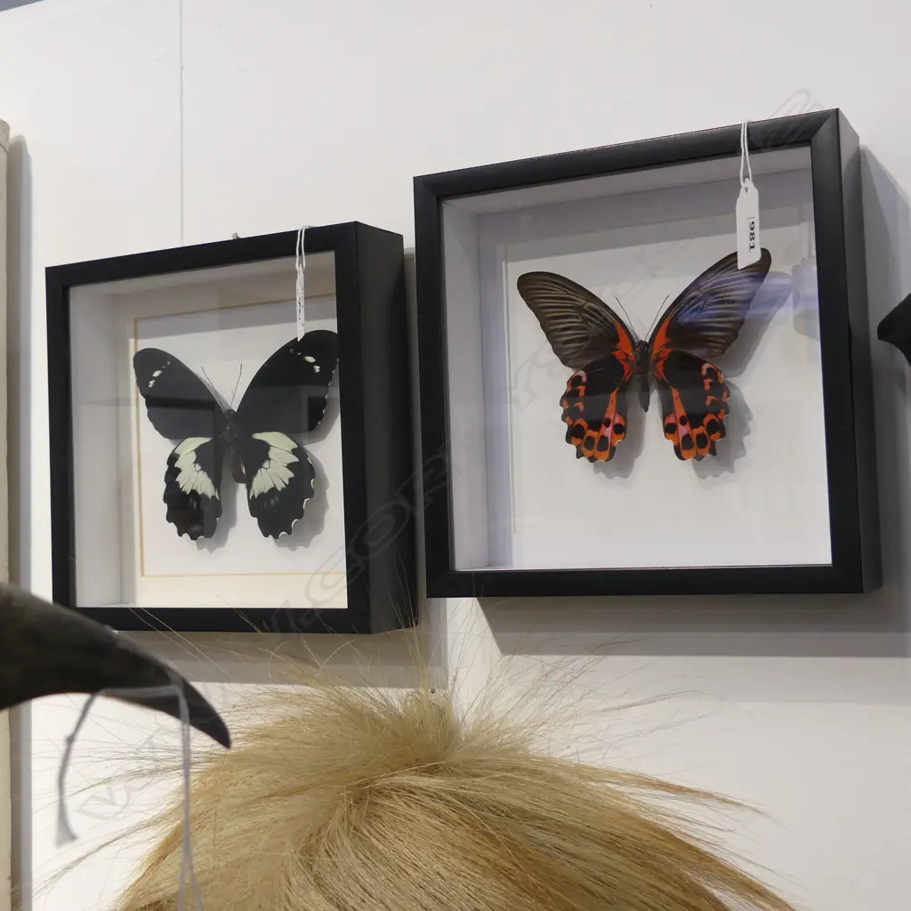 PR FRAMED BUTTERFLIES, 200 x 200 x 50mm Image 1++