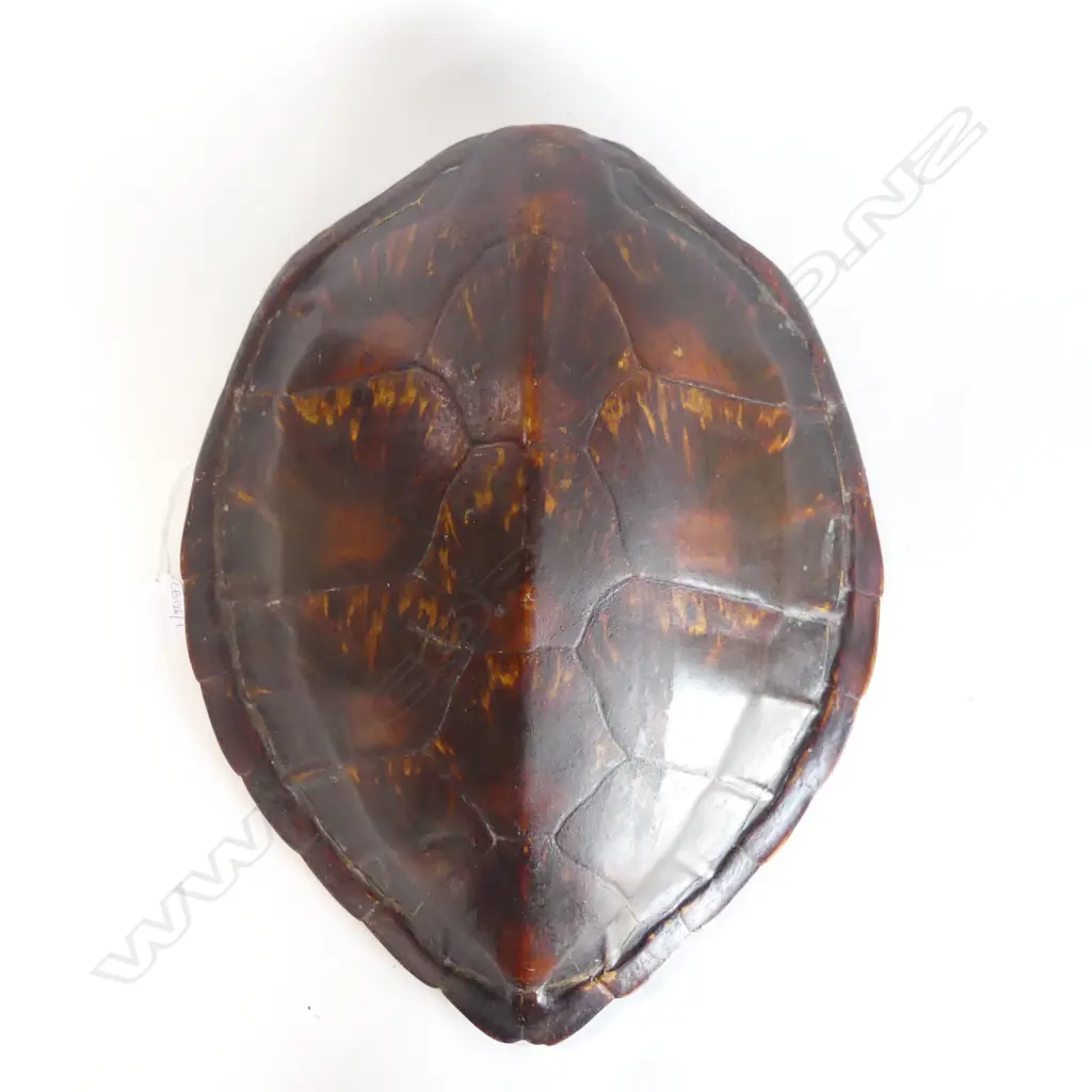TURTLE SHELL 480x380mm Image 1++