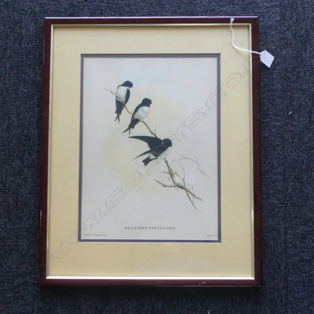 BIRD PRINT 'DELICHON NIPALENSIS' 365x270mm Image 1++
