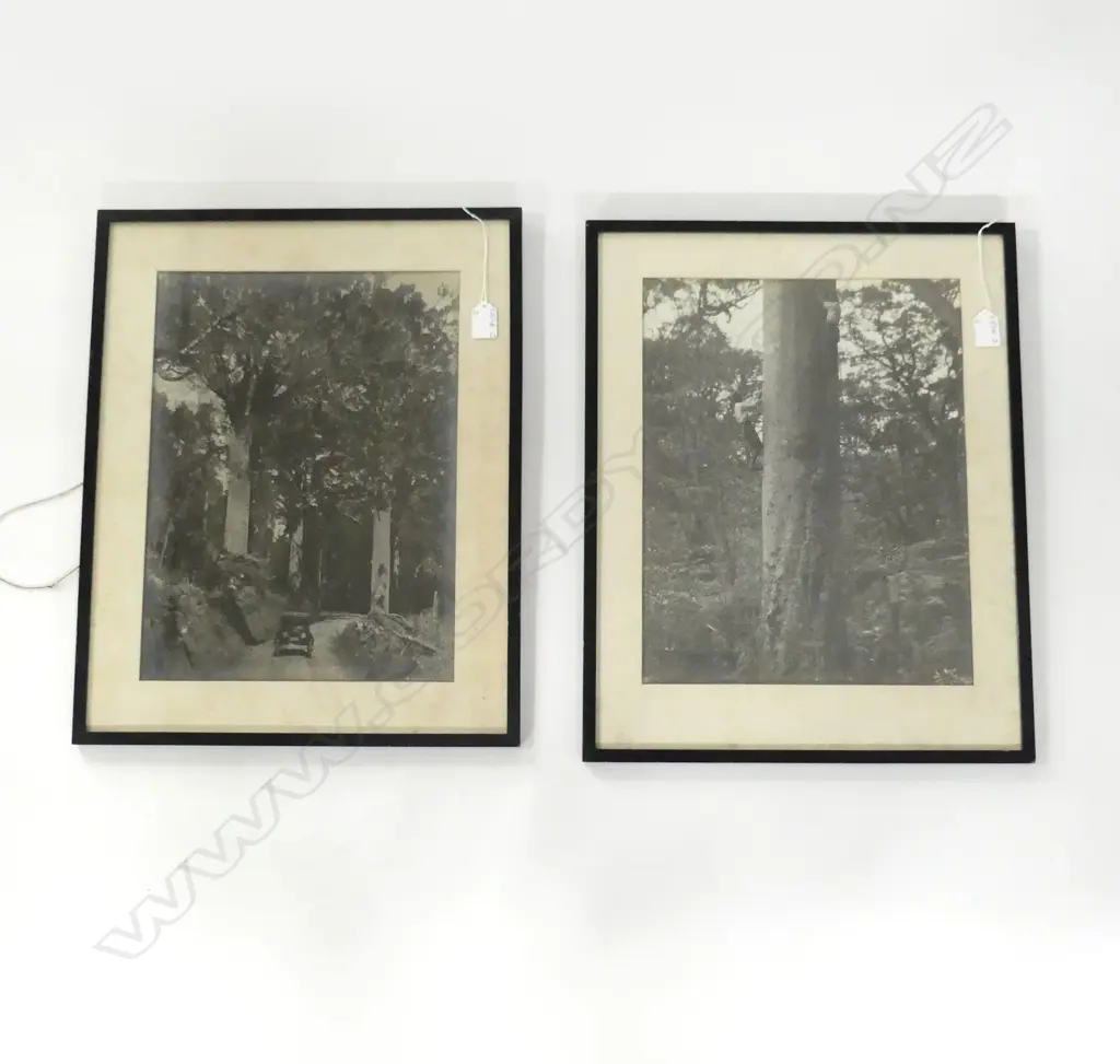2 VINTAGE LGE FORMAT NZ KAURI PHOTOS: 1 signed W A  McLachlan '... Forest Northland'. 395 x 310mm Image 1++