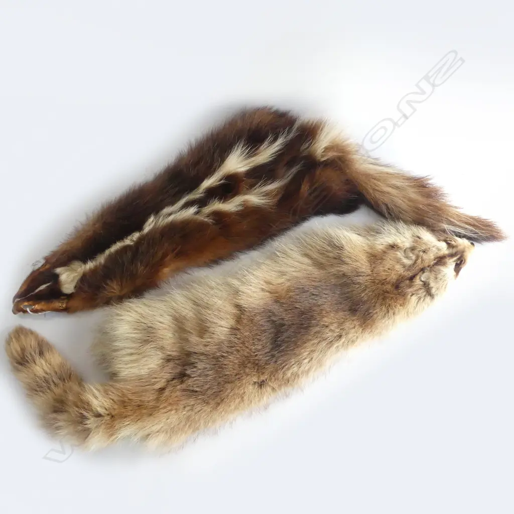 2 ANIMAL SKINS SKUNK AND RACCOON L 860 MM Image 1++