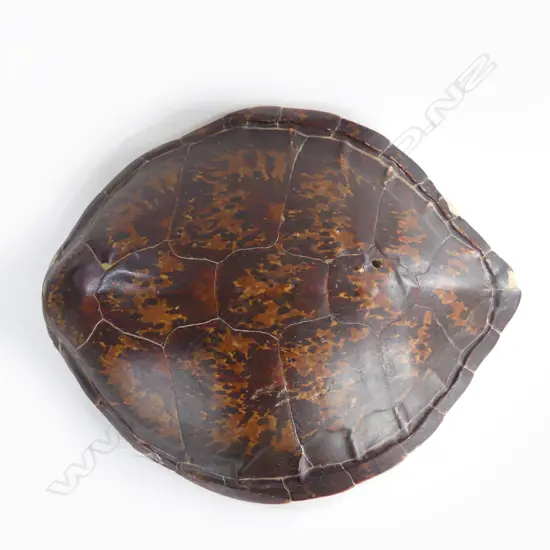 LG TURTLE SHELL 630x540mm