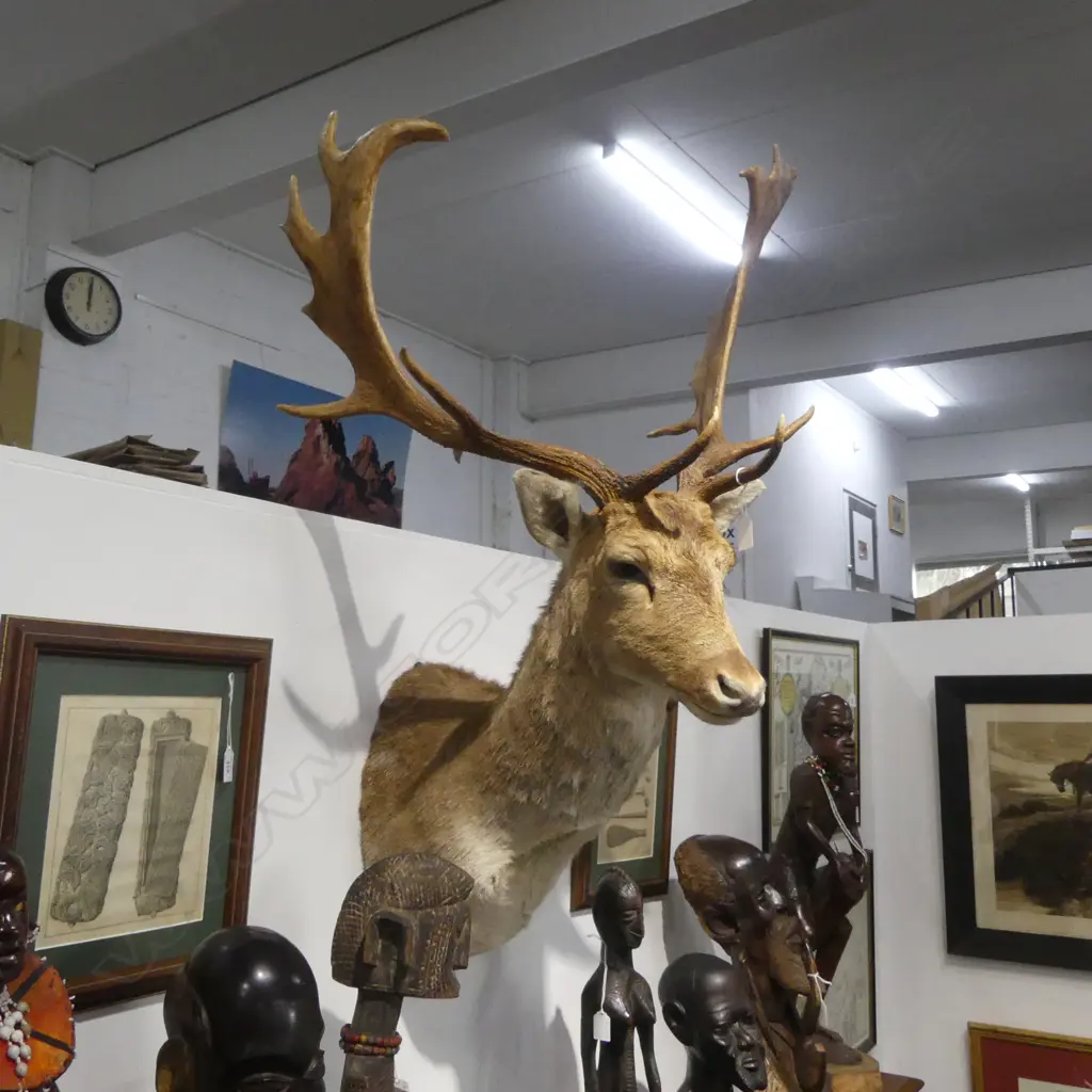TAXIDERMY FALLOW DEER STAG H.1100mm Image 1++