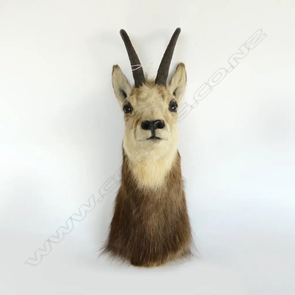 TAXIDERMY CHAMOIS H.500mm Image 1++