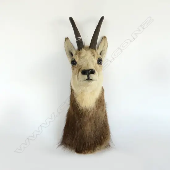 TAXIDERMY CHAMOIS H.500mm