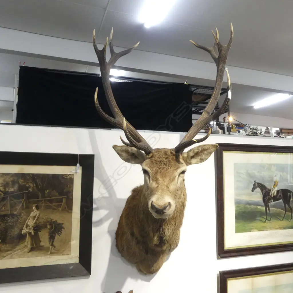 TAXIDERMY 14 POINTER STAG HEAD (1 POINT BROKEN OFF) H.1400mm Image 1++