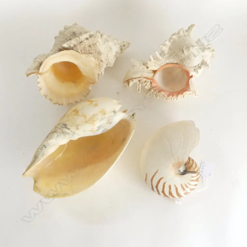 4 SHELLS; NAUTILUS W.160mm, BAILER, 2 OTHER  Image 1++