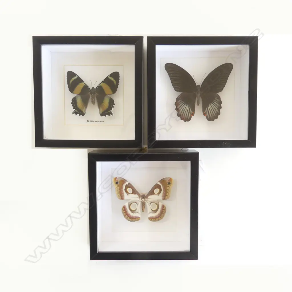 3 FRAMED BUTTERFLIES, 160 x 160 x 50mm Image 1++