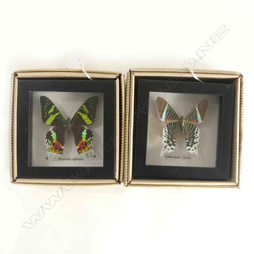PR FRAMED BUTTERFLIES, 125 x 125 x 30mm Image 1++