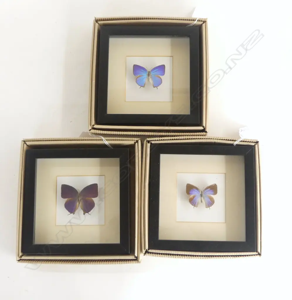 3  FRAMED BUTTERFLIES, 165 x 165 x 30mm Image 1++
