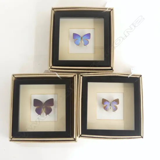 3  FRAMED BUTTERFLIES, 165 x 165 x 30mm