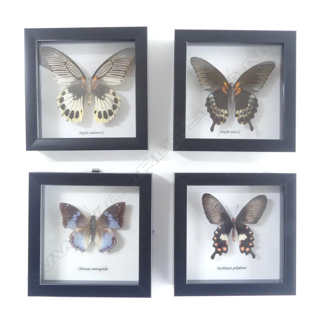 4 FRAMED BUTTERFLIES, 145 x 145 x 30mm Image 1++