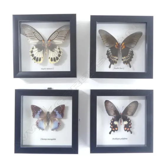 4 FRAMED BUTTERFLIES, 145 x 145 x 30mm
