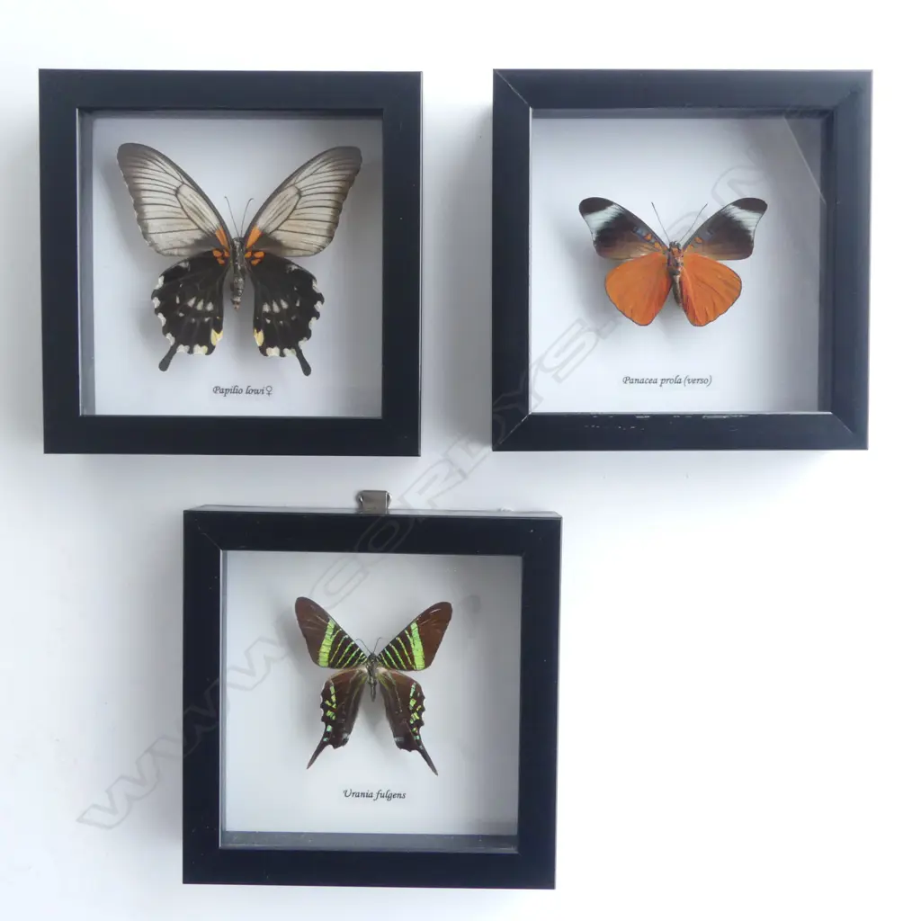 3 FRAMED BUTTERFLIES, 145 x 145 x 30mm Image 1++