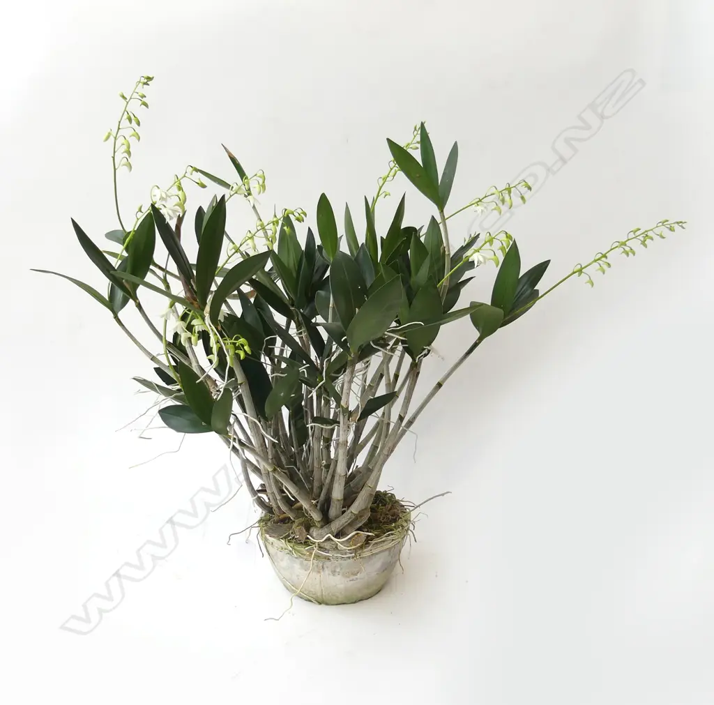ORCHID PLANT H.600mm Image 1++