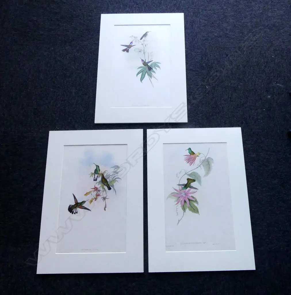 3 LG HANDCOLORED 19thC GOULD PRINTS OF HUMMINGBIRDS 480x295mm Image 1++