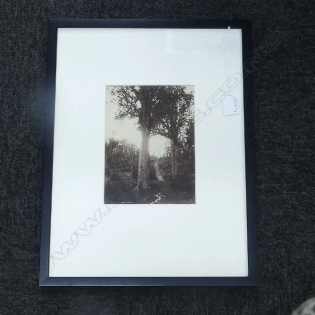FRAMED PHOTO, KAURI TREES 190x140mm Image 1++