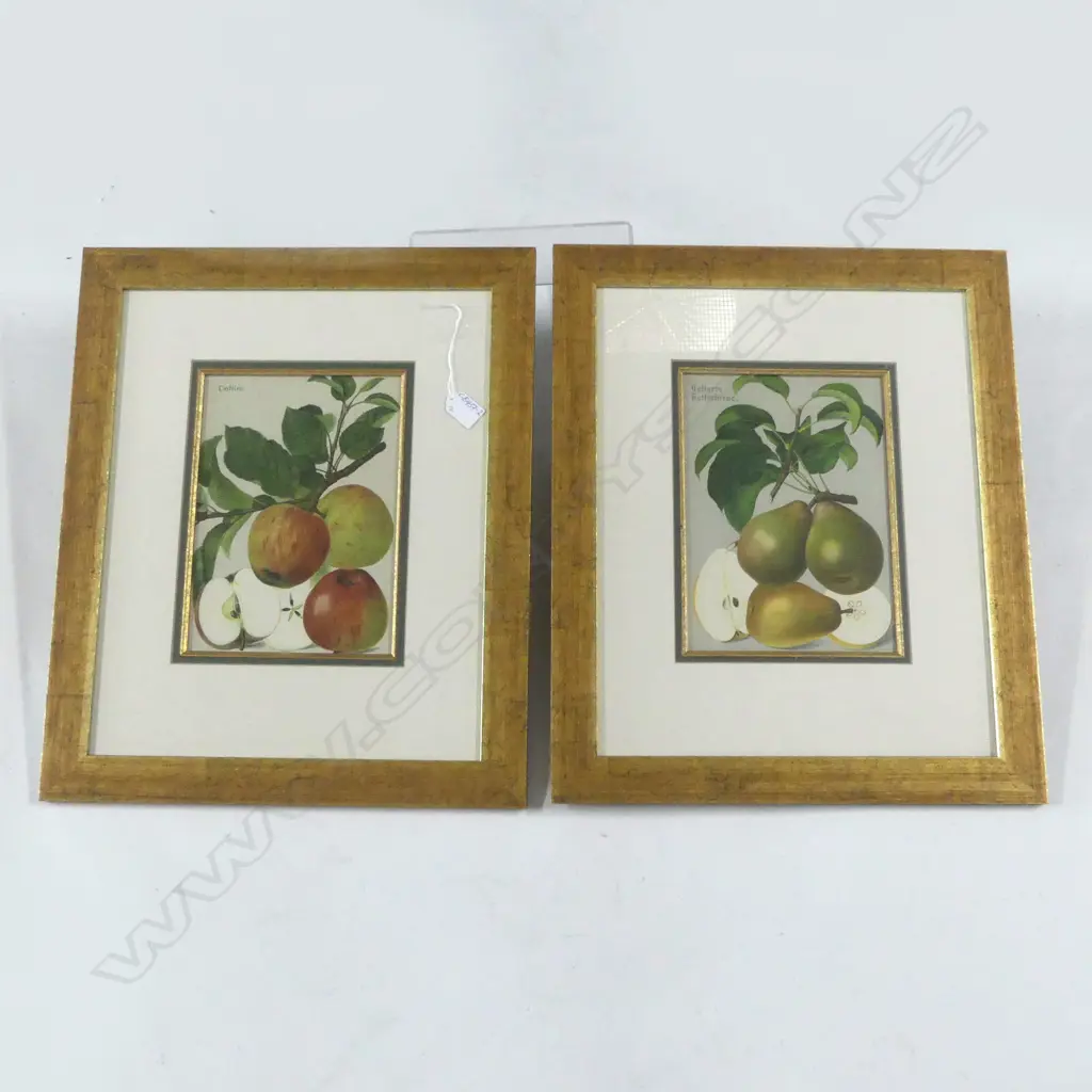 PR QUALITY GILT FRAMED OLD CHROMOLITHOGRAPHIC PRINTS APPLES + PEARS 530 x 430mm Image 1++