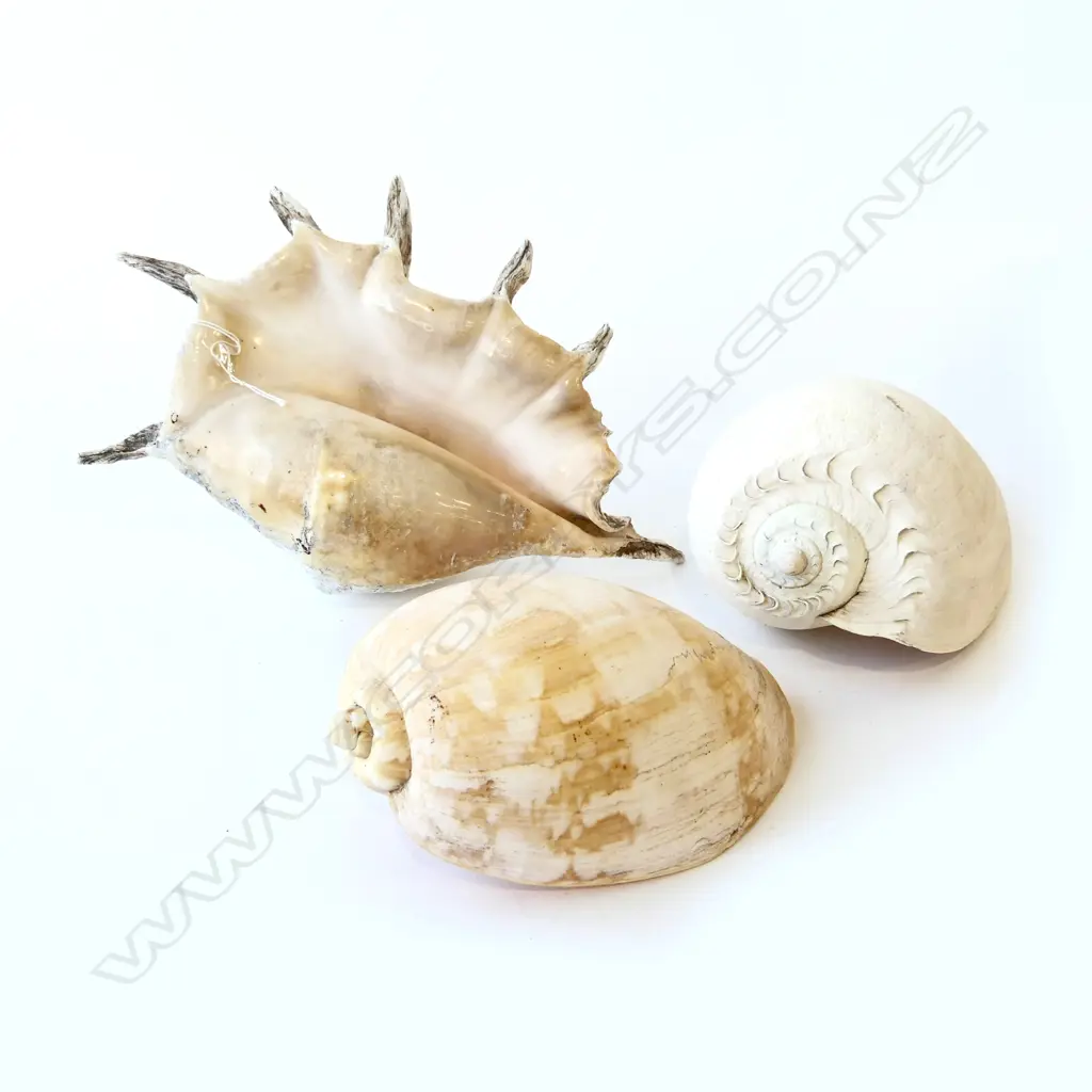 3 NATURAL WORLD PACIFIC GIANT SEA SNAIL SHELLS Image 1++
