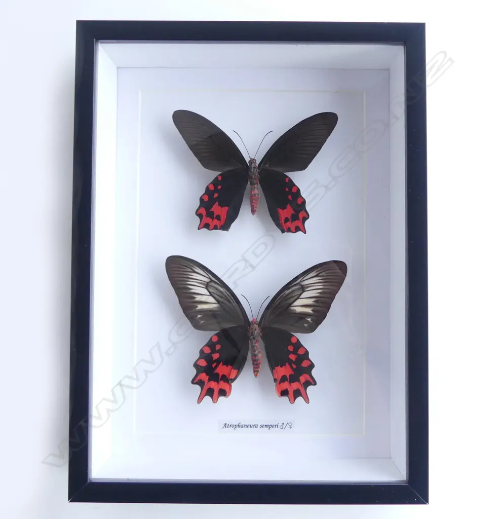 PR FRAMED BUTTERFLIES, 290 X 220 X 50mm Image 1++