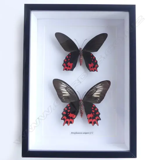 PR FRAMED BUTTERFLIES, 290 X 220 X 50mm