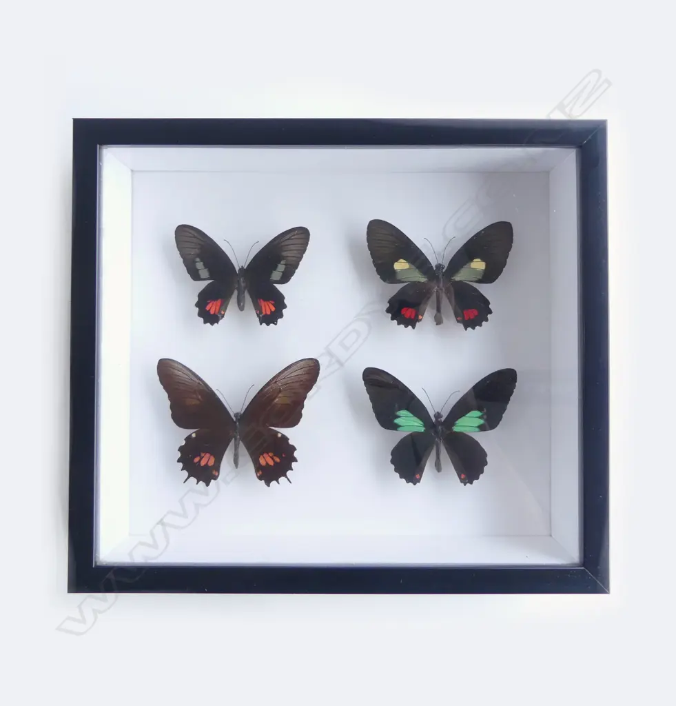 FRAMED QUARTET BUTTERLIES, 215 x 245 x 50mm Image 1++