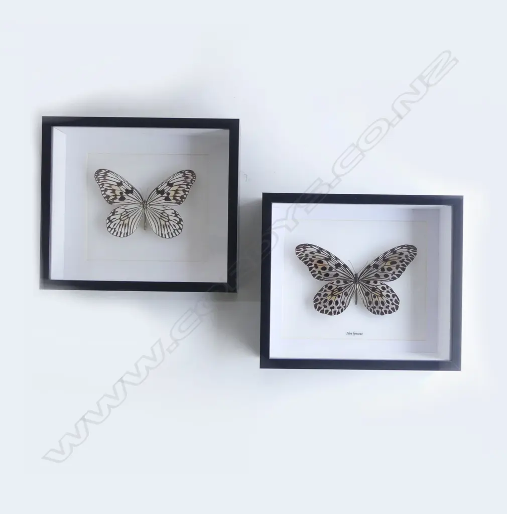 PR FRAMED BUTTERFLIES, 215 x 250 x 50mm Image 1++