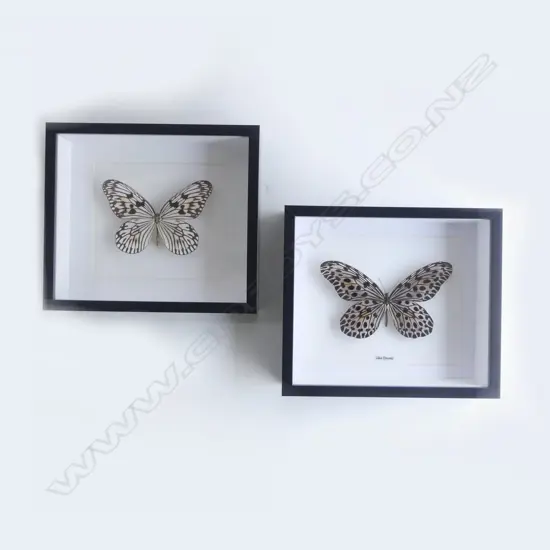 PR FRAMED BUTTERFLIES, 215 x 250 x 50mm