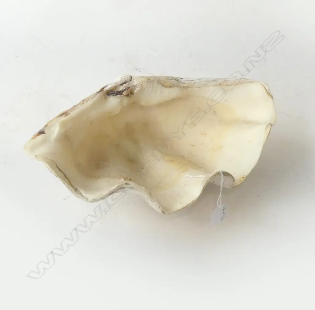CLAM SHELL W.315mm Image 1++